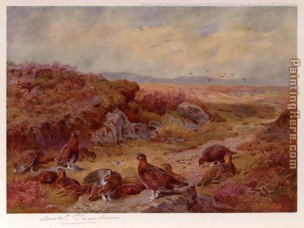 Archibald Thorburn Grouse on the Peat Bogs